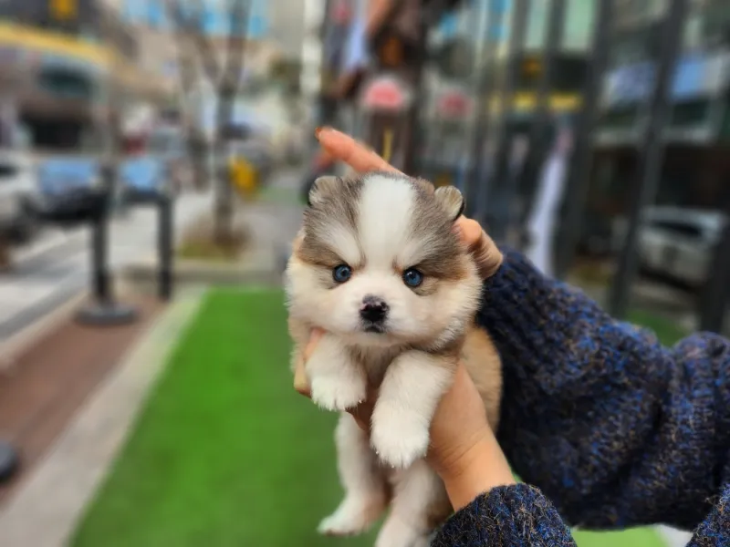 장흥 폼스키분양 장흥 폼스키분양 프로필 2