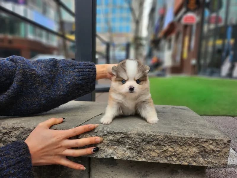 목동 폼스키분양 목동 폼스키분양 프로필 2
