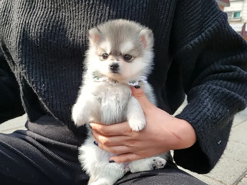 성북 폼스키분양 강아지 파양입소 현장 1
