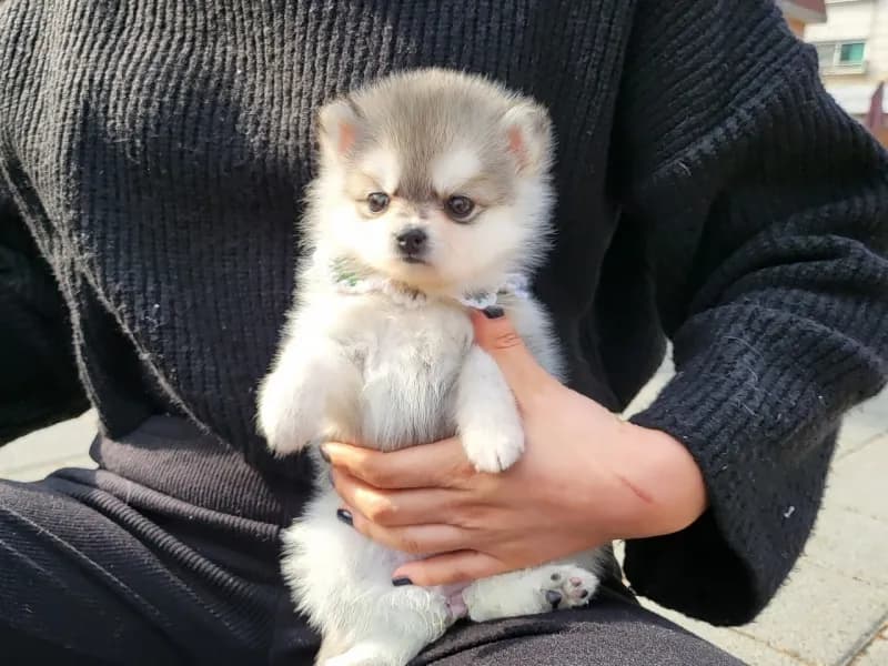 폼스키분양 폼스키분양 프로필 2