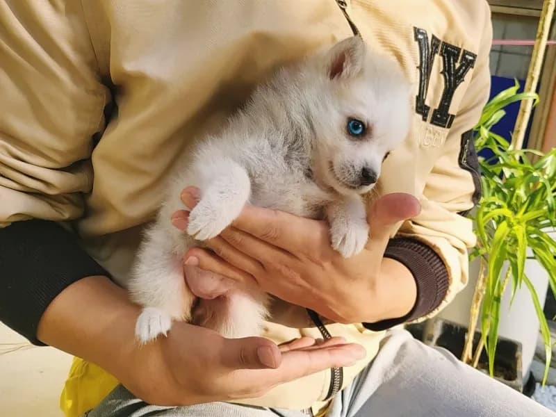 고흥 폼스키분양 고흥 폼스키분양 케어 모습 3