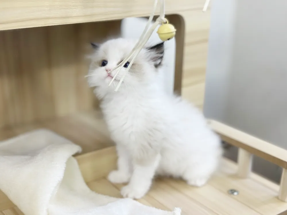 양주 렉돌분양 양주 렉돌분양 프로필 2
