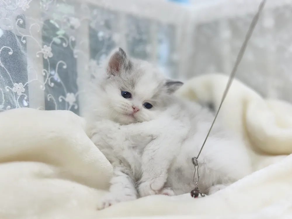 담양 렉돌분양 강아지 파양입소 현장 1