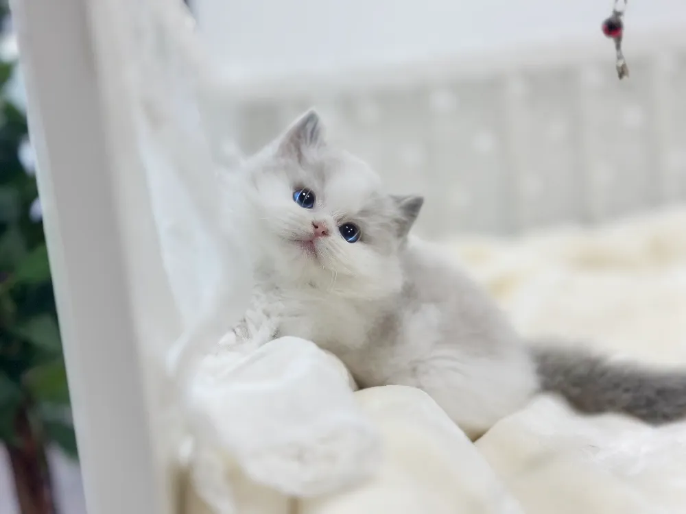 렉돌분양 렉돌분양 케어 모습 3