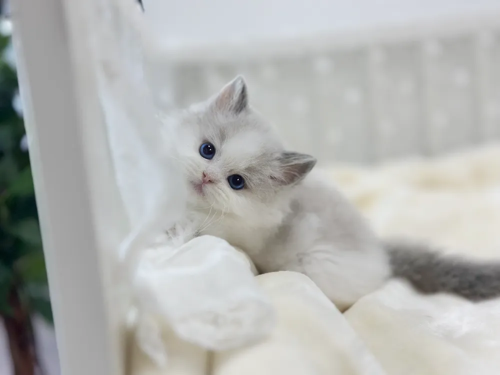 영주 렉돌분양 영주 렉돌분양 프로필 2