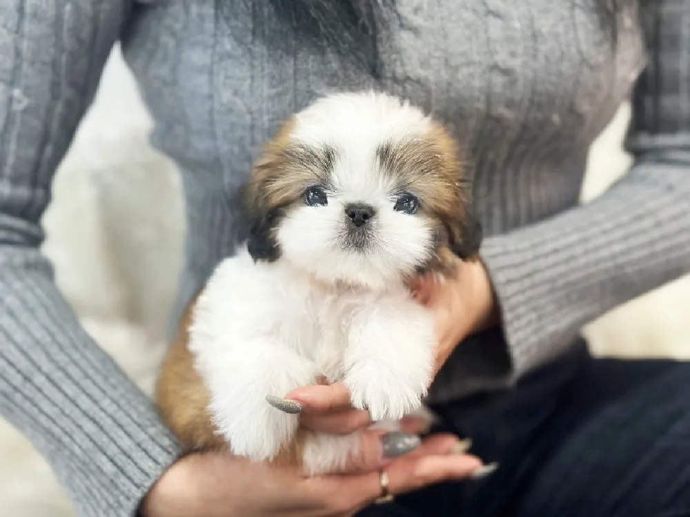 나주 시츄분양 나주 시츄분양 케어 모습 3
