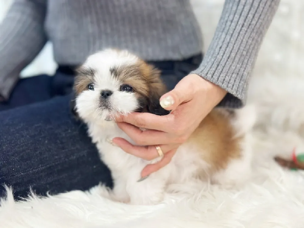 노원 시츄분양 강아지 파양입소 현장 1