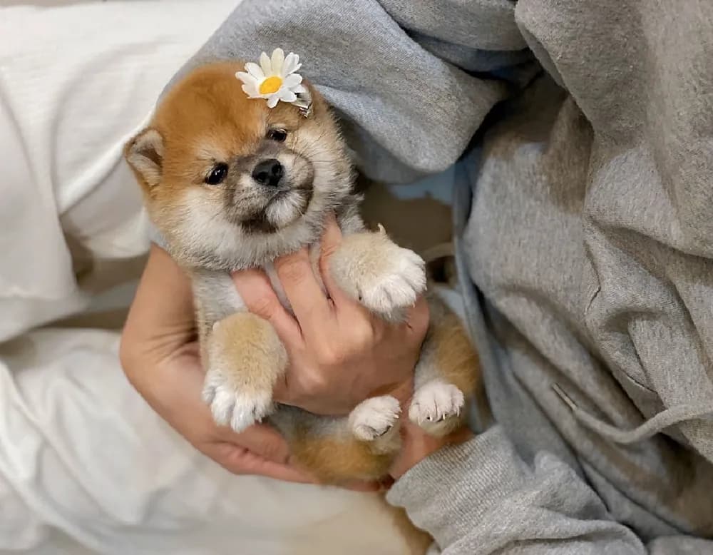 예산 시바견분양 예산 시바견분양 프로필 2