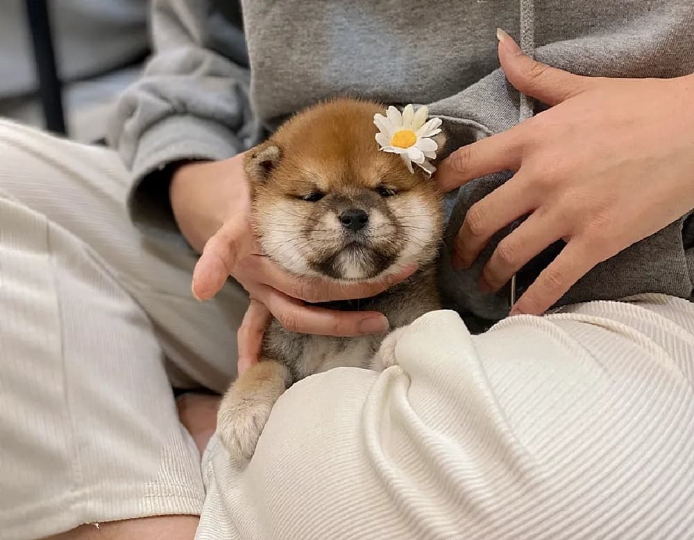여주 시바견분양 강아지 파양입소 현장 1