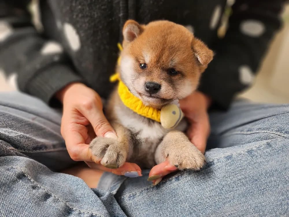 완주 시바견분양 완주 시바견분양 프로필 2