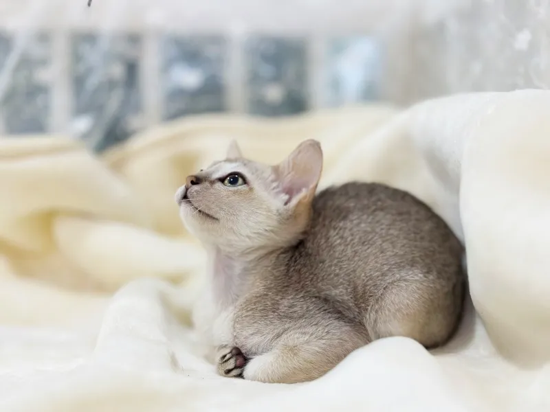 강릉 싱가푸라분양 강릉 싱가푸라분양 케어 모습 3