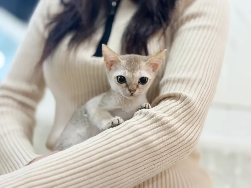 양산 싱가푸라분양 양산 싱가푸라분양 프로필 2