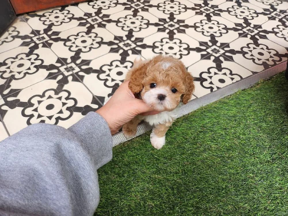양평 토이푸들분양 양평 토이푸들분양 케어 모습 3